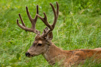 Large Buck at Rest