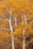 Tree Tendrils, Autumn