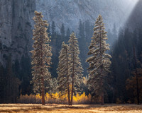 Backlit Pines, El Capitan Meadow