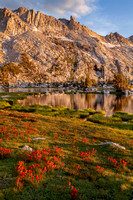 Wildflowers, Upper Young Lake - Yosemite Wilderness