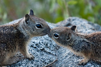 Kissing Squirrels