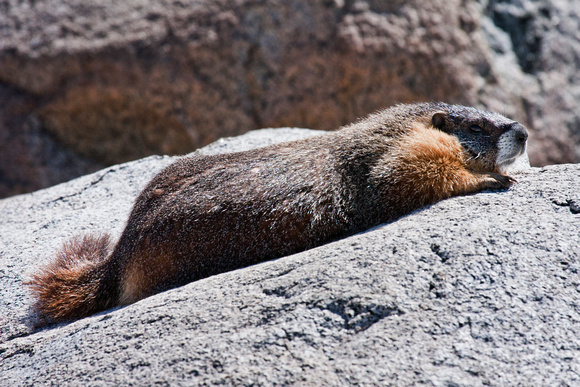 Marmot At Gaylor Lakes
