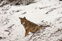 Vigilant Coyote
