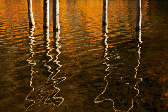 Submerged Aspens in Sun - Lundy Lake, CA