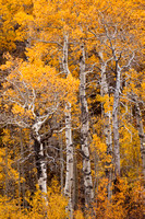 Fall Tree Forms