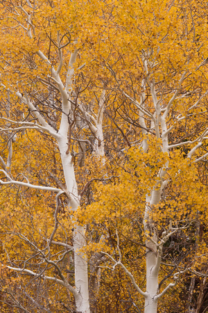 Tree Tendrils, Autumn