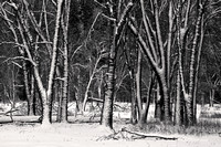 Dense Trees, Blowing Snow