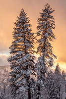 Pines in Snow at Sunset, Yosemite Valley