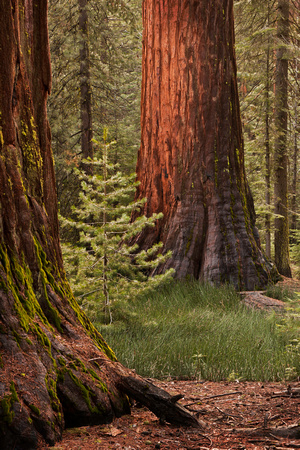 Evening Light, The Mariposa Grove of Giant Sequoias