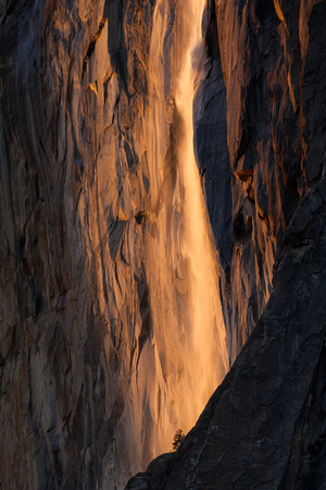 Horsetail Fall and Tree