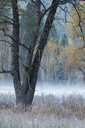 Meadow Fog, Morning